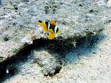 Poisson clown juvenil
